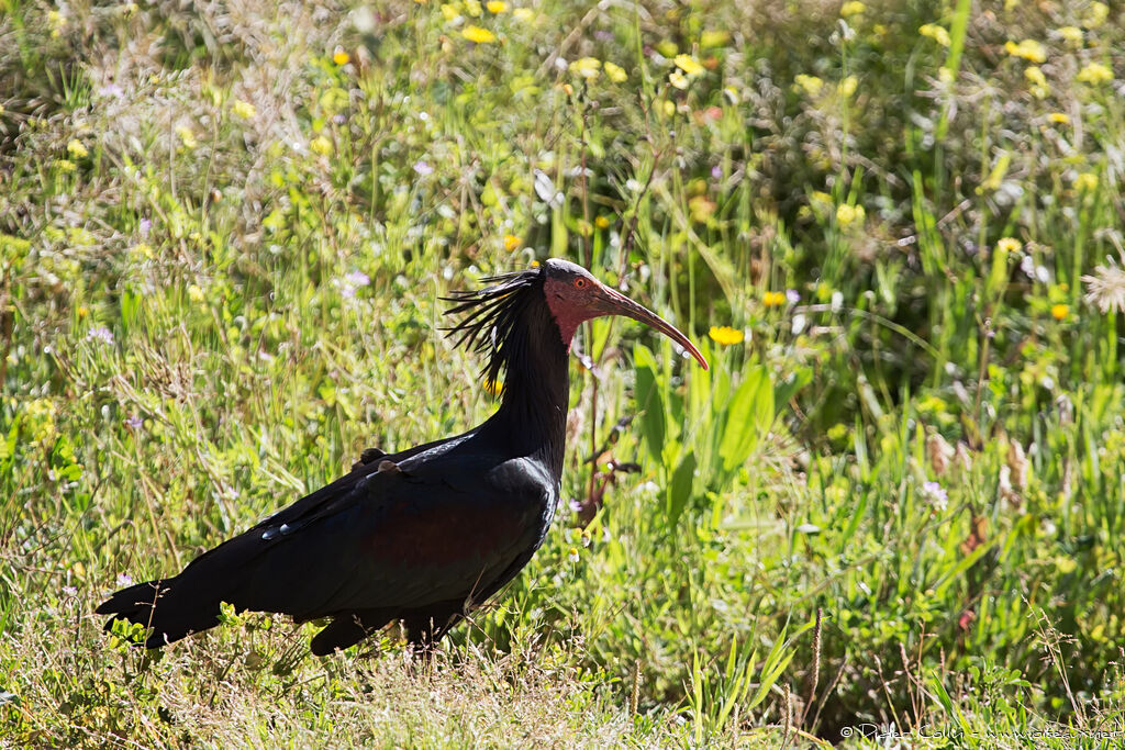 Ibis chauveadulte, identification, marche