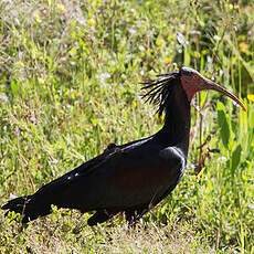 Northern Bald Ibis