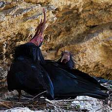 Northern Bald Ibis