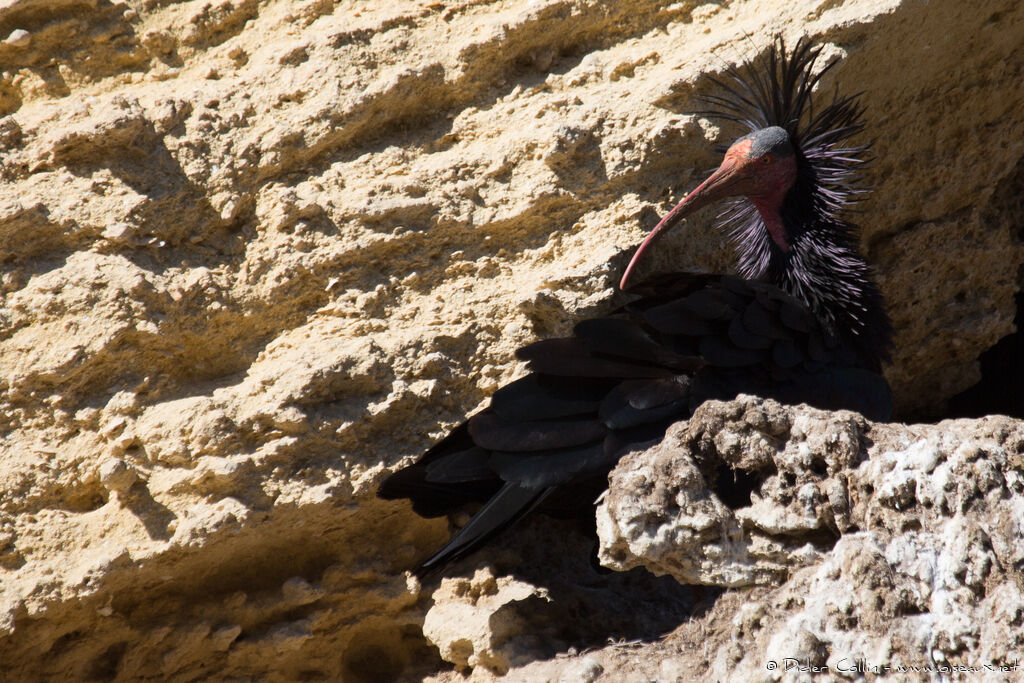 Northern Bald Ibisadult, identification, habitat