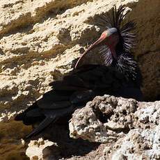 Northern Bald Ibis