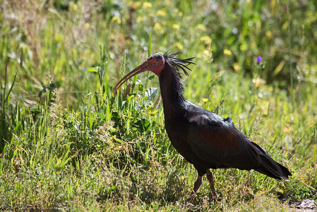 Northern Bald Ibisadult, identification