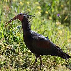 Northern Bald Ibis