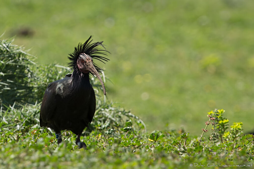 Ibis chauveadulte