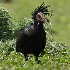 Northern Bald Ibis