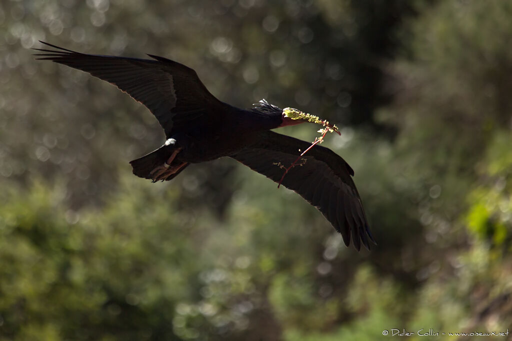 Ibis chauveadulte, Vol, Nidification, Comportement