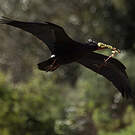 Ibis chauve