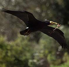 Northern Bald Ibis