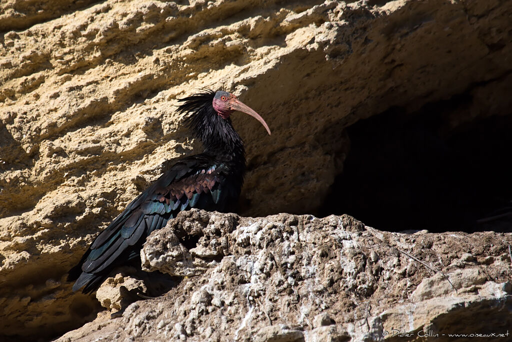 Ibis chauveadulte, habitat