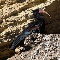 Northern Bald Ibis