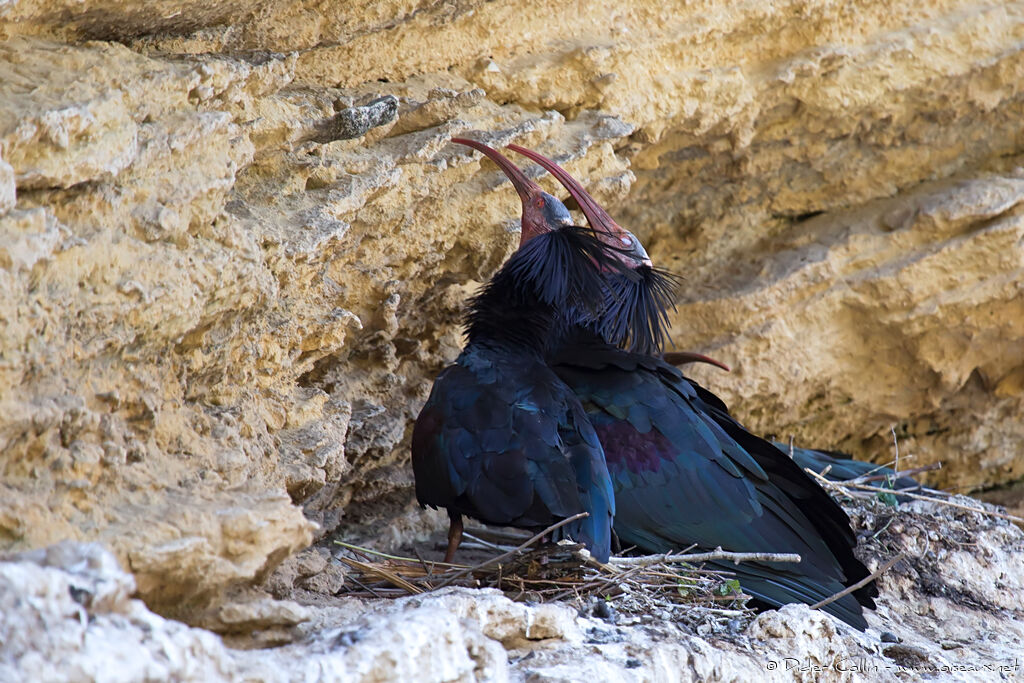 Northern Bald Ibisadult breeding, courting display, Behaviour