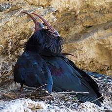 Northern Bald Ibis