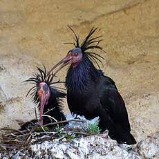 Northern Bald Ibis