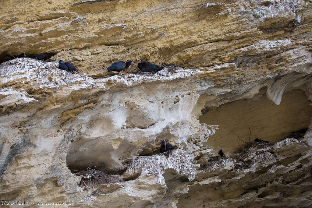 Northern Bald Ibisadult, habitat, Reproduction-nesting, colonial reprod.