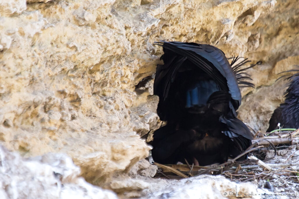 Northern Bald Ibisadult, mating.