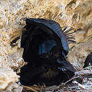 Ibis chauve