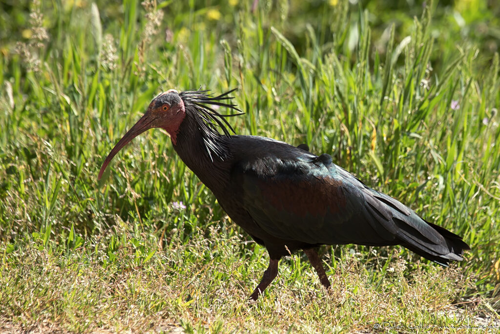 Northern Bald Ibisadult, identification, walking