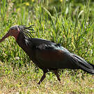 Ibis chauve