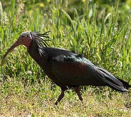 Northern Bald Ibis