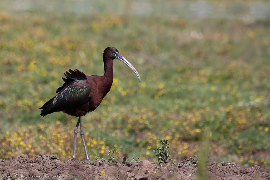 Glossy Ibisadult breeding, identification