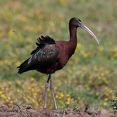 Glossy Ibis