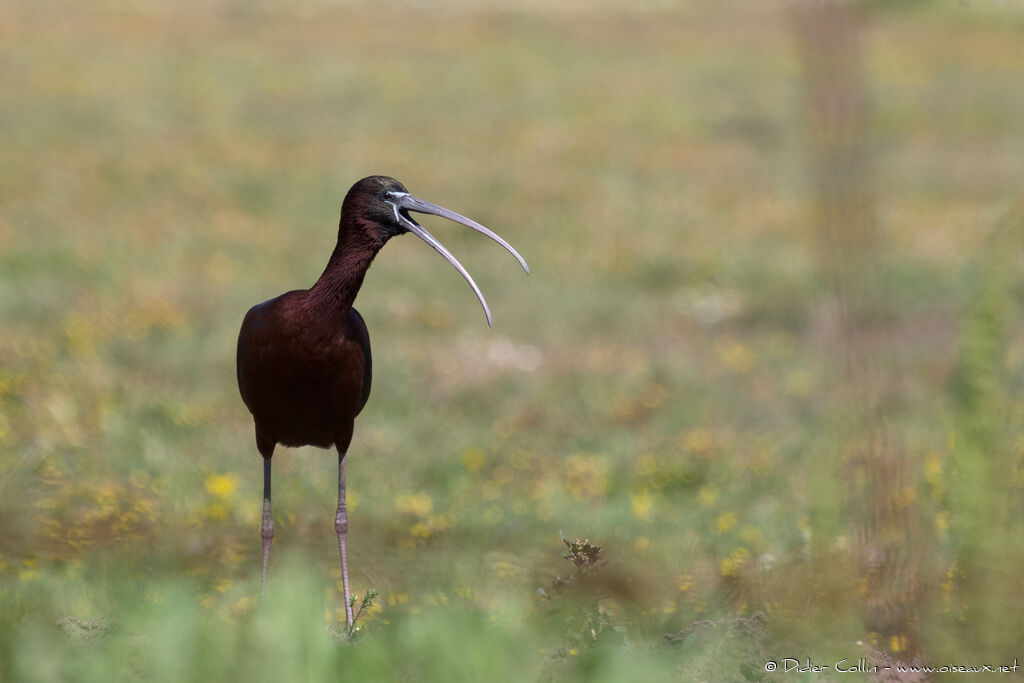 Ibis falcinelleadulte nuptial, chant, Comportement