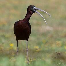 Glossy Ibis