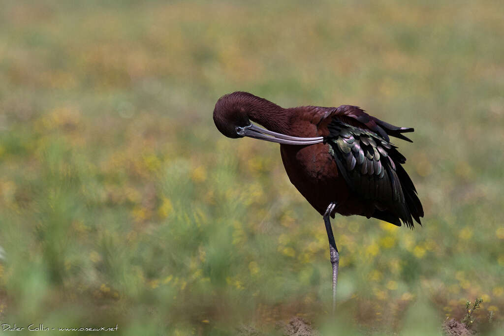 Glossy Ibisadult breeding, care, Behaviour