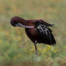 Glossy Ibis