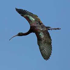 Glossy Ibis