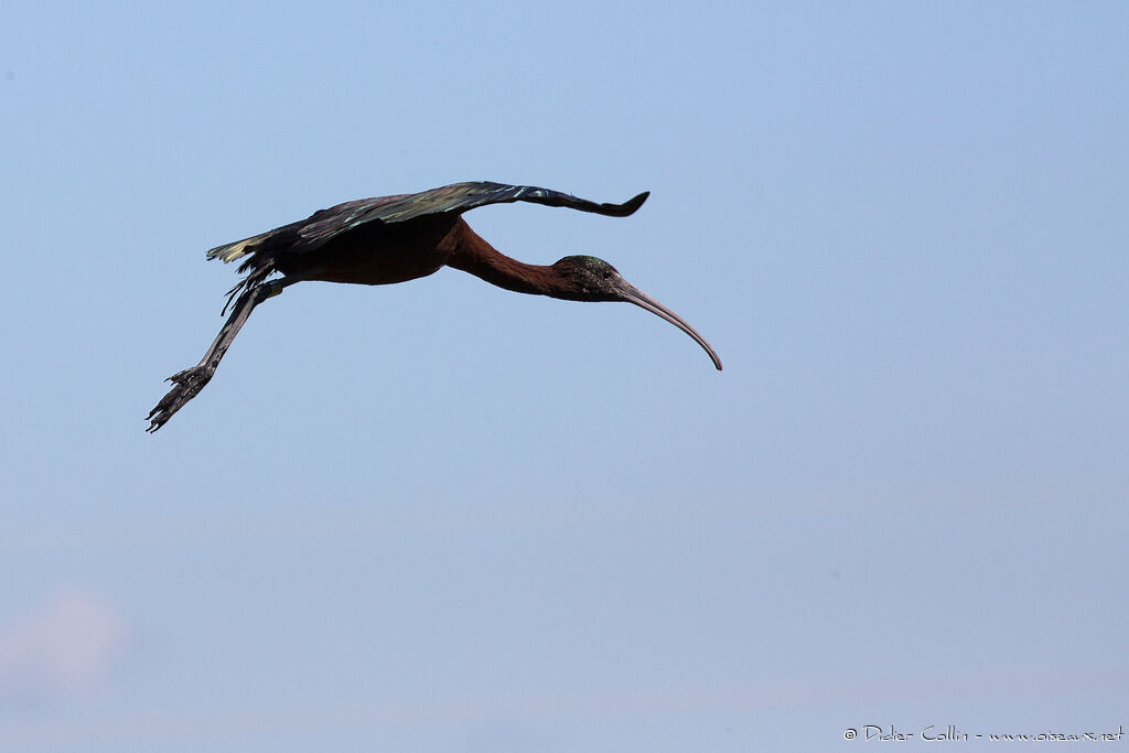 Glossy Ibisimmature, Flight