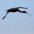 Ibis falcinelle