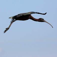 Glossy Ibis