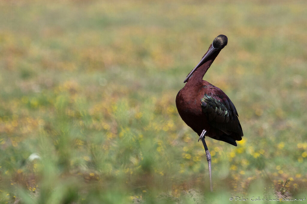 Ibis falcinelleadulte nuptial, soins