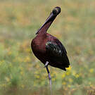Ibis falcinelle