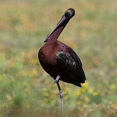 Glossy Ibis