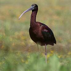 Glossy Ibis