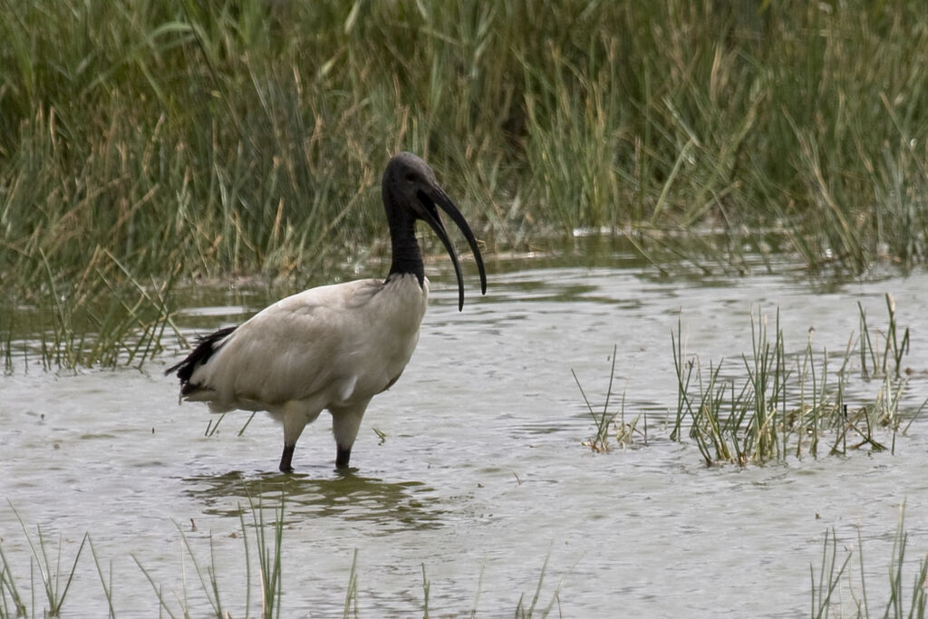 African Sacred Ibisadult, identification