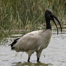 African Sacred Ibis