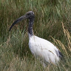 African Sacred Ibis