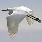Aigrette garzette