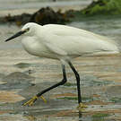 Aigrette garzette