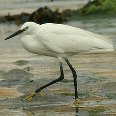 Aigrette garzette