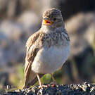 Alouette pispolette