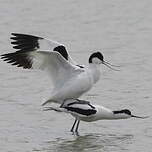 Avocette élégante