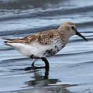 Bécasseau variable