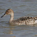 Canard pilet