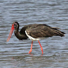 Cigogne noire