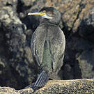 Cormoran huppé