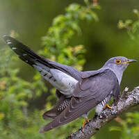 Coucou gris (Cuculus canorus), l'oiseau voleur de nid